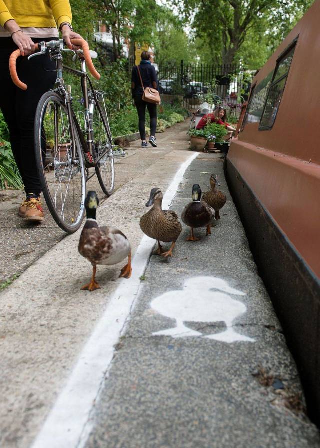 funny pic duck canal