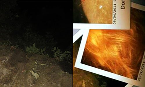 These photos are a mysterious documentation of the last days of two lost hikers.Basically, two girls disappear during a hike in Panama. 10 weeks later, their remains are found, just bone fragments and a few of their equipment is left. There is a camera that has images. It starts off with normal images of the girls playing around as you would on a hike. You can see in the images they get lost at some point. The images abruptly stop after that. About 10 days later, 90 images are taken, most are dark, but a few show rocks and branches. One shows a bloodied hair of one of the girls. The fate of the girls during and after those ten days leading to their deaths remains a mystery