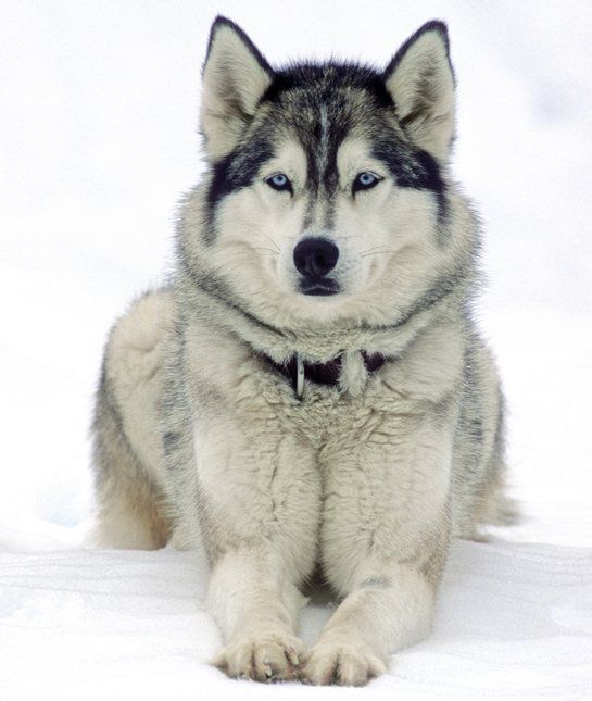 Siberian Huskies, just like the Alaskan Malamutes, have been bred as working dogs, and that is the reason they are not very social! But, with the right approach and training, you can make them become more friendly and calm! Poor socialization and training will surely turn them into aggressive and dangerous dogs!