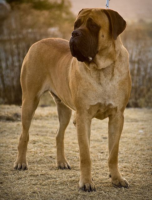 As guard dogs, Bullmastiffs have a natural aggressive temperament, which if not properly cared for can turn out fatal! They are large dogs, therefore, training them and making them obedient is a must in order to avoid unpleasant confrontations!