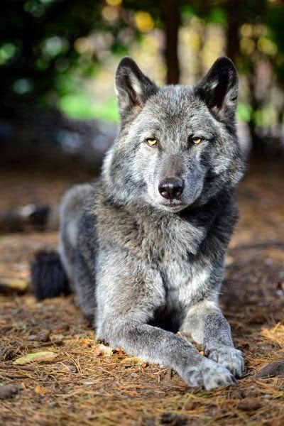 As you may have already understood, these dogs are a cross between grey wolves and dogs and this makes them quite unpredictable! They have a head of their own, wild and demanding! Many states have already banned the possibility of owning a Wolf Hybrid as a house pet!