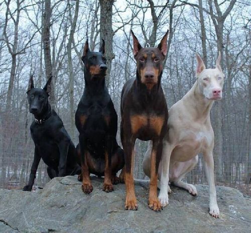 Doberman Pinschers are very intelligent, strong and very sensitive to sound! They will sense danger and will react on their own! They are naturally aggressive towards strangers and also their size plays a role in making them even more dangerous! If not properly trained and obedient, they can cause quite some damage!