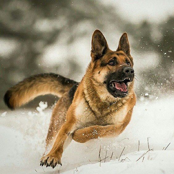 German Shepherds can react on great speed and are extremely focused towards taking the danger down, they can cause fatal damage! Their aggressive nature can be somewhat toned down by appropriate training, socialization and affection! In this way, you will get a loyal and a very loving household pet!