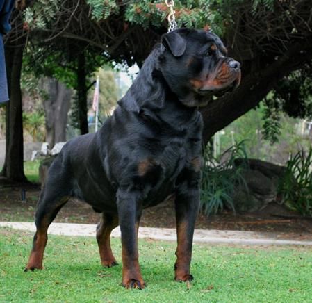 Rottweilers have one of the worst tempers, and are also, considered unsuitable family dogs, especially for families where the owner is an amateur, without a calm and assertive nature! They need to be continuously trained and attentive to, in order to avoid dangerous reactions!