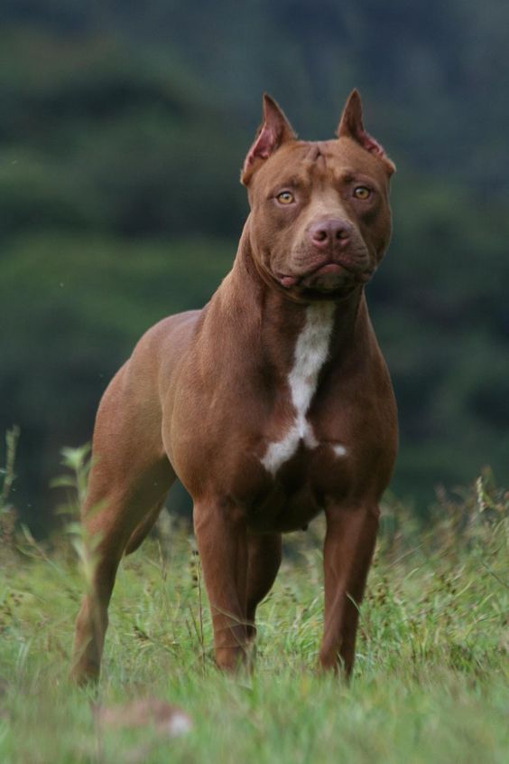 Pit Bulls are fighter dogs and they will enthusiastically go after their task until completed! They have a very powerful jaw and bite and are well-known to not release their bite so easily! Therefore, they should be trained and socialized from an early age in order to avoid unnecessary dangerous situations!