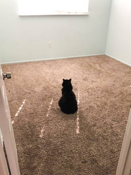 “My cat Pepe loved my roomie, and she recently moved out.”