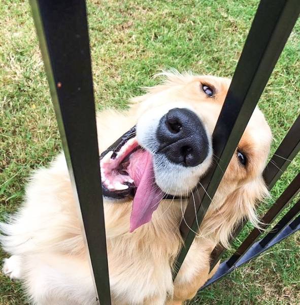 “The neighbor’s dog loves me.”