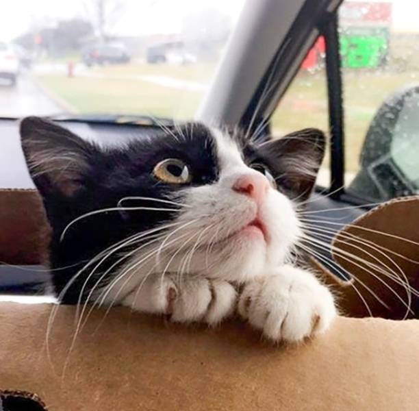 “Our rescue looking at me while we drove her to her new home!”