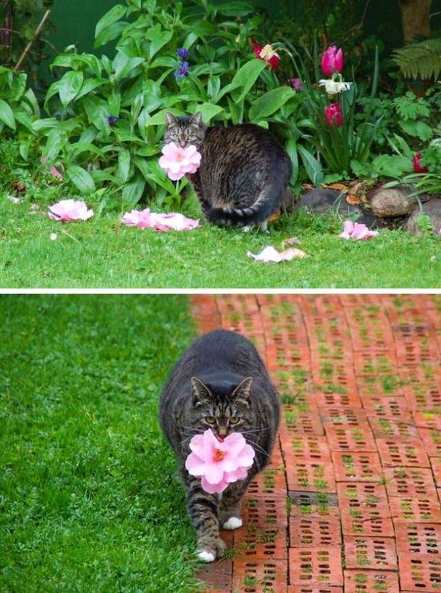 This kitty is too fat to catch mice. Therefore she regularly brings flowers to its hostess as gifts. She waits when they fall from the bush, and then for a long time chooses the one that is the most beautiful.