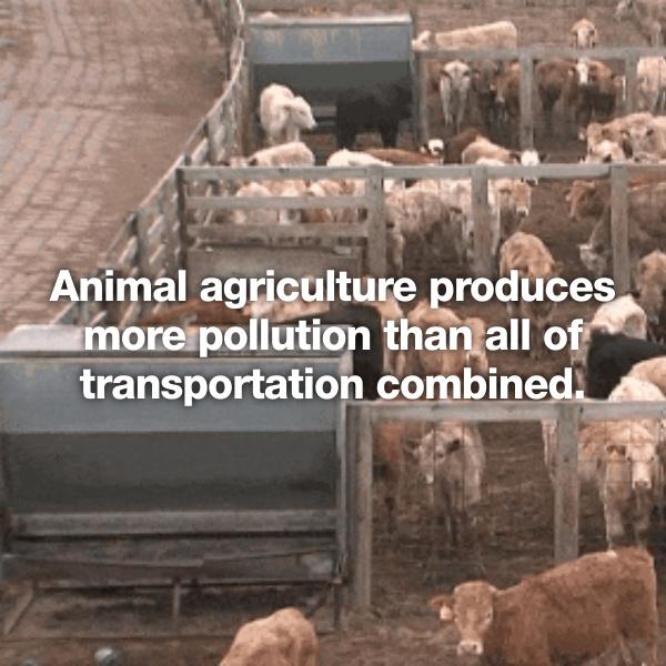 photo caption - Animal agriculture produces more pollution than all of transportation combined.