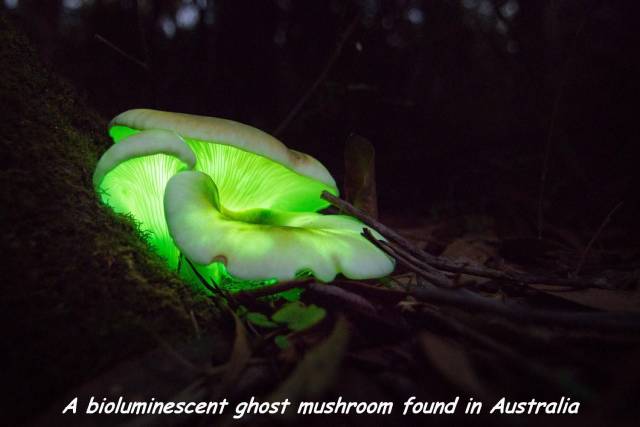 ghost mushroom - A bioluminescent ghost mushroom found in Australia