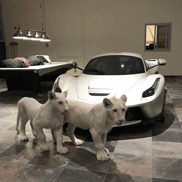 carefree funny pics of - lions near a sports car