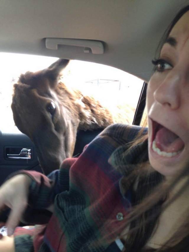 carefree funny pics of - selfie with an animal in a car