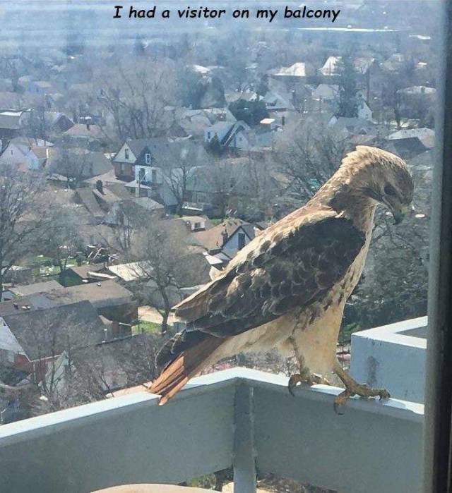 falcon - I had a visitor on my balcony