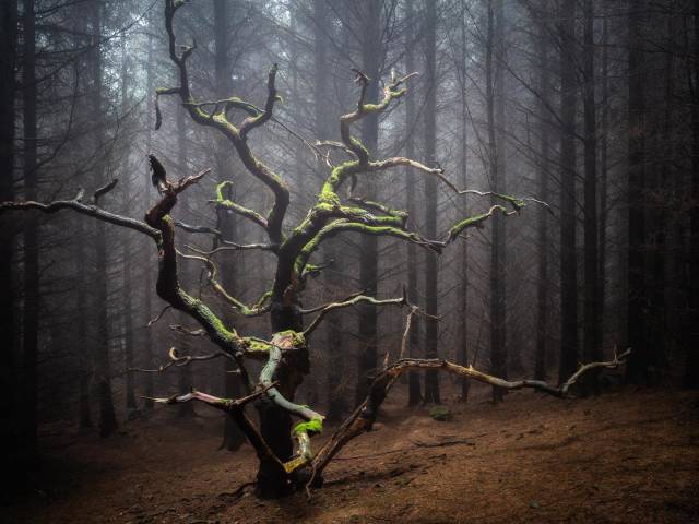 Spooky lone oak tree, North Yorkshire, UK