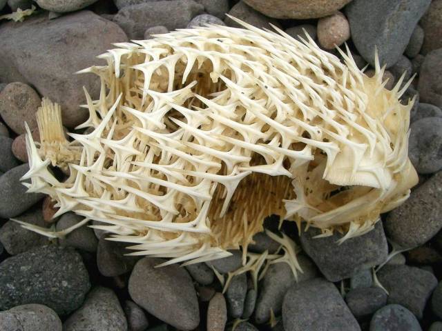 The skeleton of a puffer fish