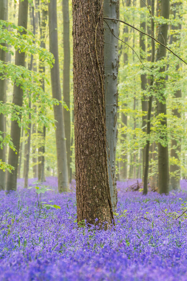 There's a magical forest in Belgium where millions of bluebells bloom together once a year