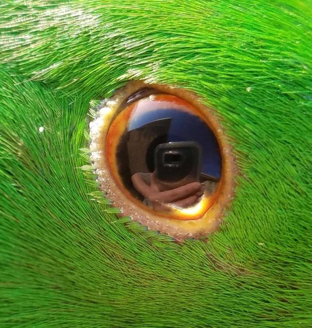 Apparently, my parrot has bottom eyelashes.
