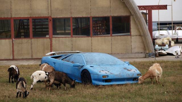 1f4g6b8t5 goats grazing on the grass around the ruins of an abandoned blue lamborghini 