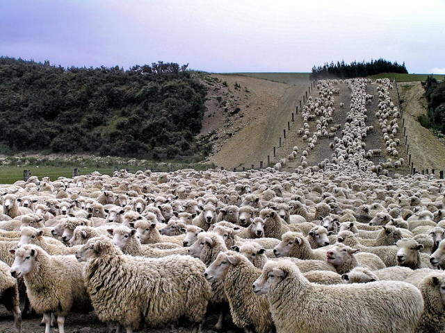 Sheep counting competitions have become fairly popular in Australia in recent years. Contrary to the mental exercise of counting sheep to fall asleep, this sport requires lots of attention and a sharp eye. Approximately 400 sheep are released from a pen and run past 10 competitors who attempt to count them as accurately as possible. The person who states the exact number of sheep becomes the winner of the competition.