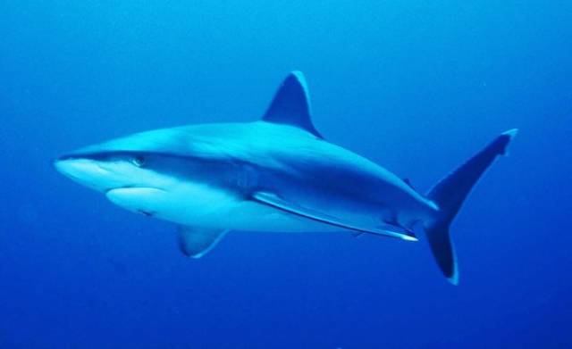 Sharks definitely can get cancer.

They are particularly susceptible to skin cancer.