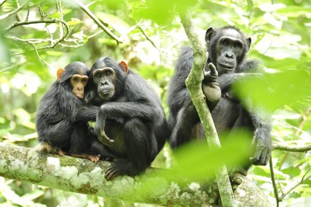 Chimps are not our ancestors.

Much like the super horny Bonobo, we simply share a common ancestor from about 7 million years ago. They are, however, our closest living genetic relative.