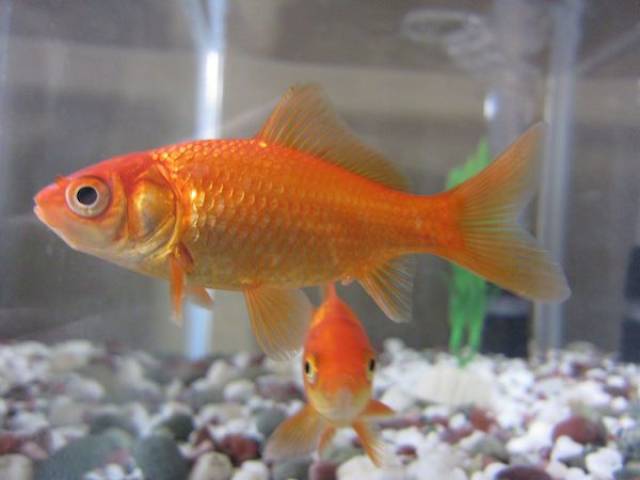Goldfish have memories as long as 3 months.

Not the 3-second myth many believe.