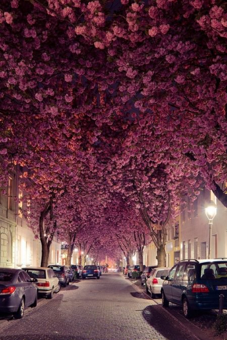 These breathtaking cherry blossoms line a street in Bonn, Germany.