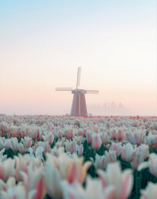 You can visit this pastel windmill in Oregon that looks like something out of a Wes Anderson movie.