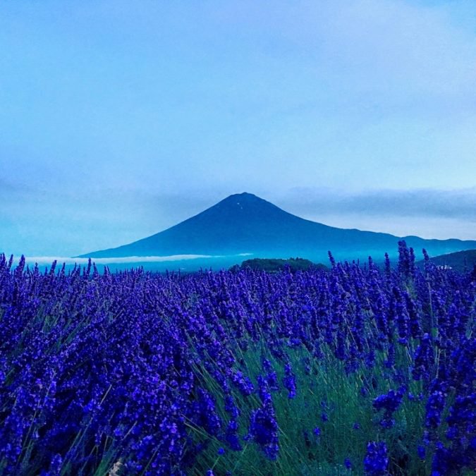 This is Mount Fuji in Japan surrounded by flowering fields.