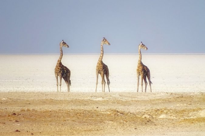 This insane, perfectly timed photo of giraffes in Namibia looks like something out of a movie.