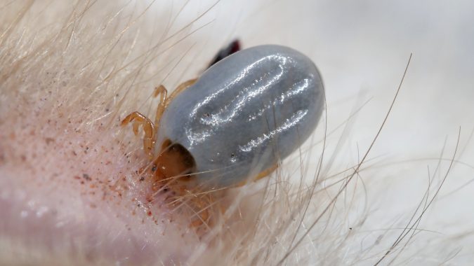 Australian Paralysis Tick-Just like scabies and lice, ticks are ectoparasites, meaning that they operate on the outside of the body, as opposed to internally. But this specific species, known as the Ixodes Holocyclus, really knows how to tick people off.

Good news: If you’re not from or going to Australia, you’re in the clear. Bad news: There is no cure for the parasitic infection that it causes.

More bad news: This tick spreads many diseases but some people won’t even live long enough to get them.

The paralysis tick secretes a neurotoxin that can cause paralysis in some people. If the toxin reaches the lungs the result can be death due to respiratory failure.