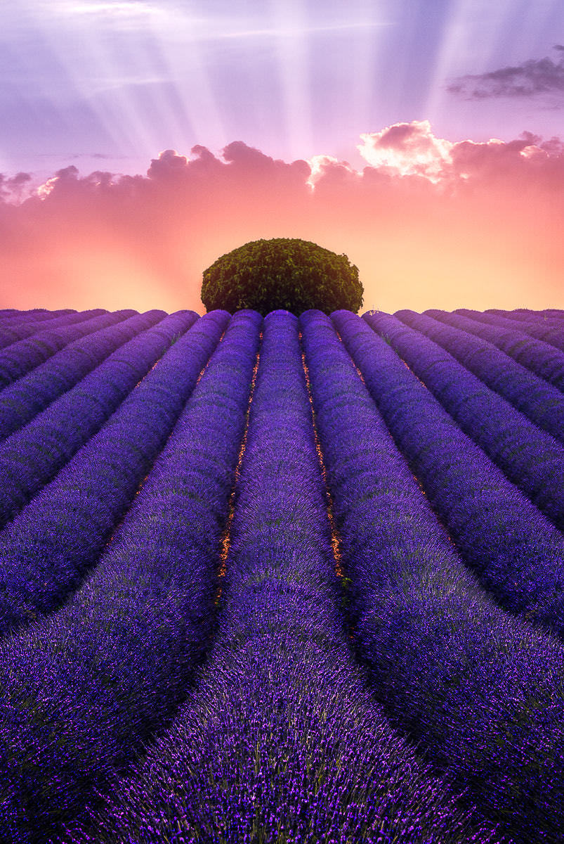 Lavender fields