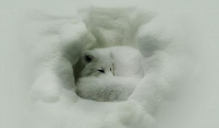 Arctic fox settles in for sleep