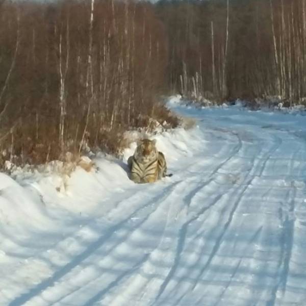 A Siberian tiger came out of a forest to find food.Due to poaching and illegal hunting, the Amur tigers started to come out on roads hoping for a misstep of people that would provide them with food. Tigers aren’t the only animals doing this. Many different starving wild animals have to adapt to these new living conditions. Unfortunately, the extermination of forests is another global problem that threatens our world.