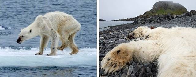 A polar bear dying of hunger on the Arctic Ocean shore-These photos of a starving polar bear are the best display our planet’s global warming problem. Polar bears hunt for seals from sea ice floes. But each year, the amount of ice decreases, which means that these wild animals have to live off fat stores that accumulated during winter when the formation of ice happens naturally.