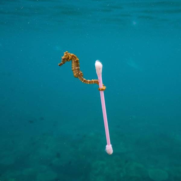 This photo of a seahorse holding a Q-tip shows the real condition of today’s ocean.260 million tons of plastic debris get into the ocean annually, resulting in the formation of huge plastic continents. The biggest one is located in the Pacific Ocean taking up 10% of its surface.