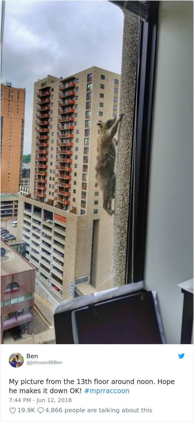 A daring raccoon has captured the imagination of the nation when he was spotted climbing an office building on 13th floor