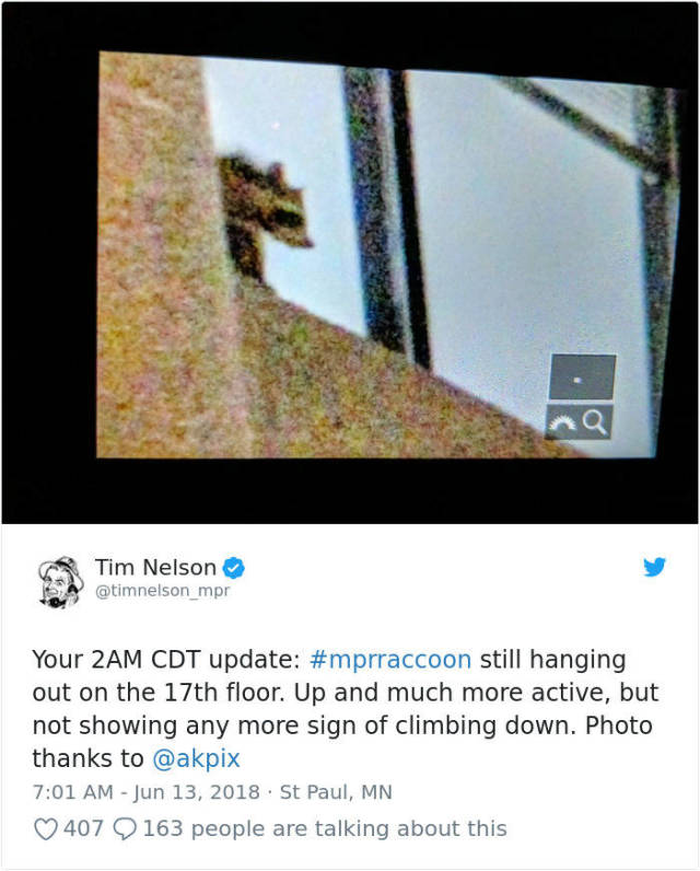 Crazy Raccoon Climbs A Skyscraper And Becomes An Internet Hero