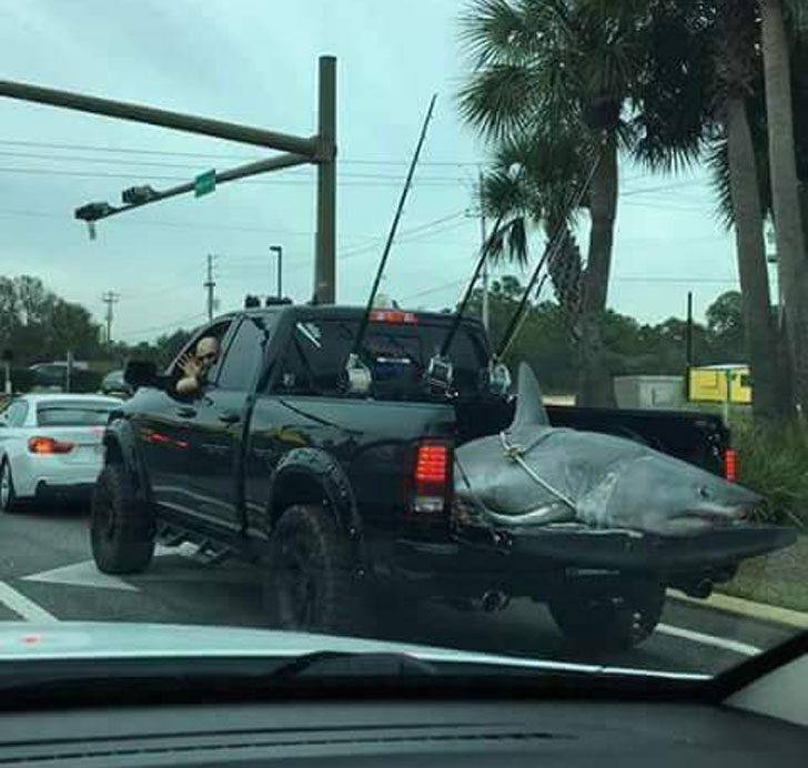 shark in the back of a pickup truck
