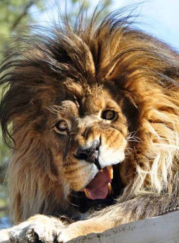 lion making a goofy face