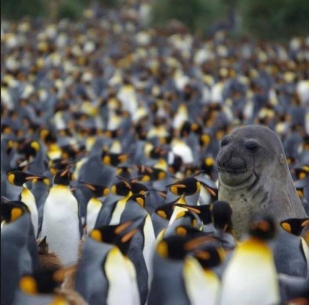 seal surrounded by penguins