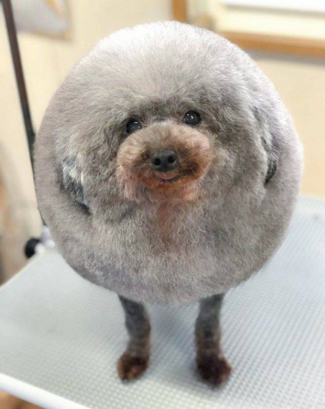 perfectly round dog