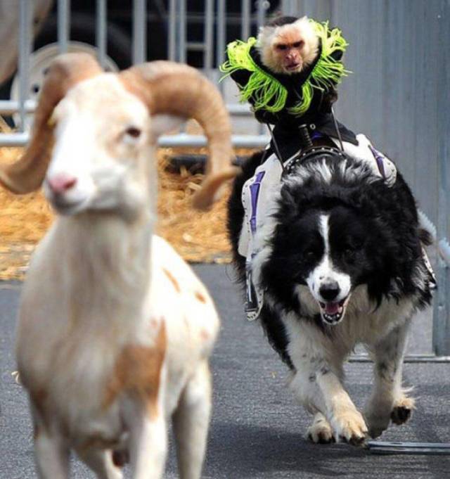 monkey riding dog chasing goat