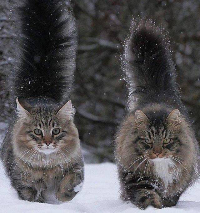norwegian forest cat male vs female