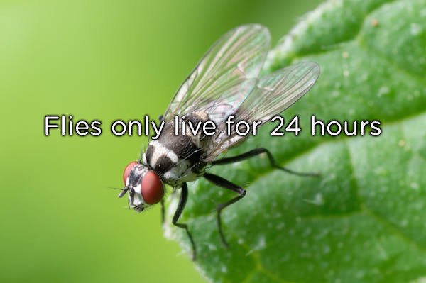 As much as I wish this was true, those little fuckers can live as long as 2-4 weeks in the right conditions. They can also hibernate for the entire winter and show back up to annoy the piss out of you.