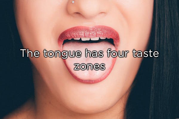 We’ve all seen the charts and diagrams that show which regions of the tongue taste what flavors. Well, this is patently false and the result of a badly translated work from a German scientist. In fact, the entire tongue can taste all flavors.