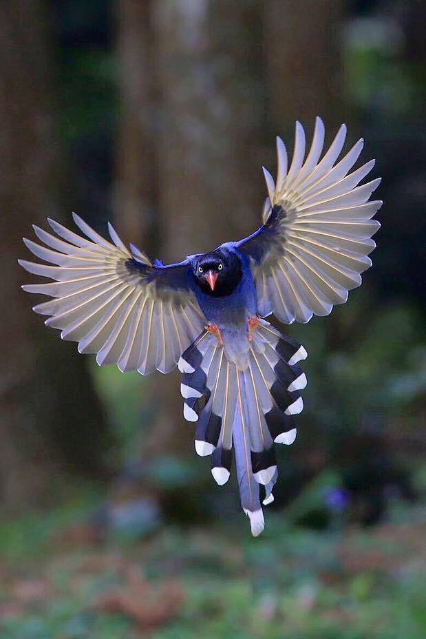 cool pic taiwan blue magpie
