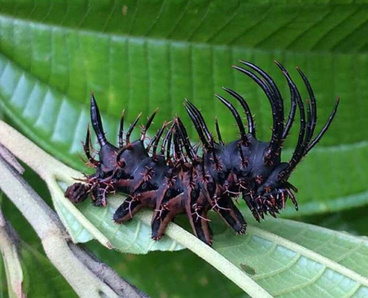 black metal caterpillar