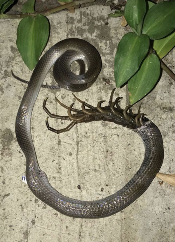 centipede eaten by snake